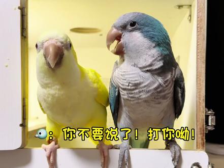 骂人小鸡面对美食秒变脸!只是学了些啥啊! #鹦鹉鹦鹉萌萌哒逗鹦鹉 #和尚鹦鹉 #萌宠出道计划 #宠物 #鹦鹉骂人