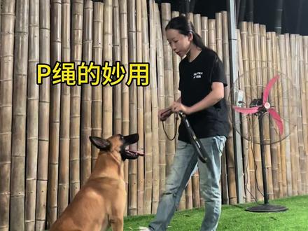 用好p绳 训狗事半功倍#训狗技巧