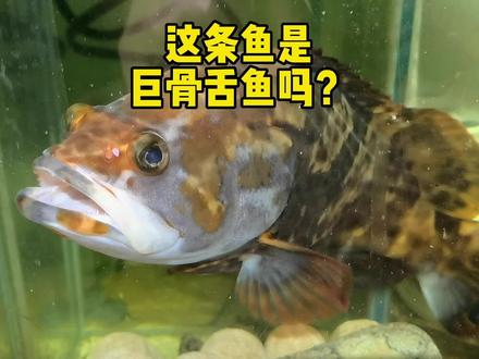 这条是巨骨舌鱼吗? #巨骨舌鱼 #龙胆石斑