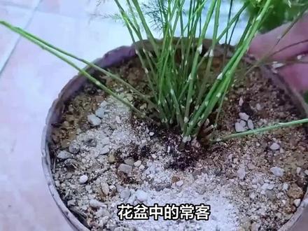 花盆中的常客尖眼蕈蚊
#花卉绿植 #爱生活爱养花 #尖眼蕈蚊 #小黑飞