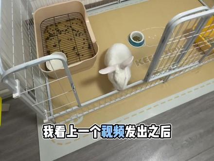 睡在兔子厕所旁?臭不臭?#宠物兔子 #大白兔 #萌宠 #兔子 #养兔人