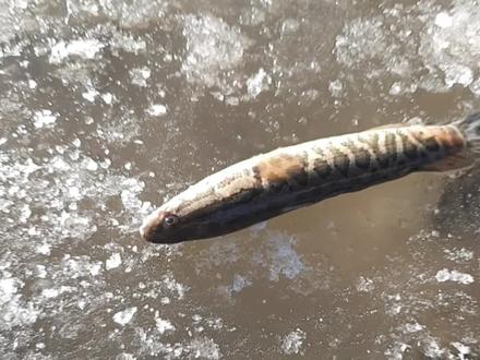 沈阳沈北新区蒲河抓鱼位置已更新之前的位置已经没有鱼了,新的路线攻略来了!#沈北蒲河抓鱼 #来抖音种草美好生活 #沈阳户外