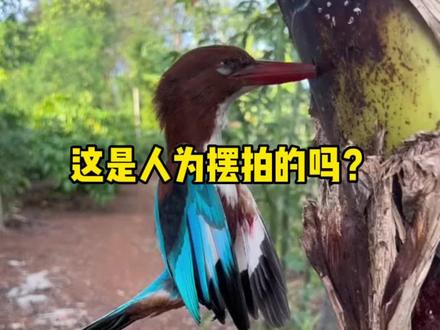 翠鸟撞树以后鸟嘴扎进树里是真的还是摆拍的呢? #翠鸟 #翠鸟撞树 #鸟类