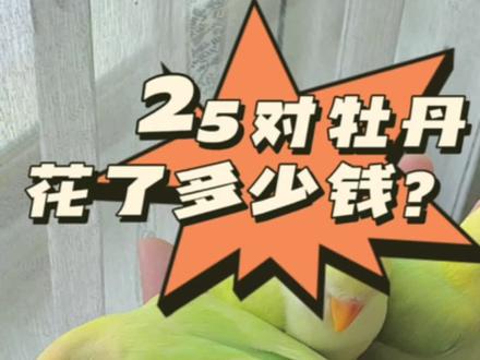 我的25对牡丹鹦鹉花了多少钱?~
#养鸟经验分享 #松石伊莎牡丹鹦鹉 #苹果绿澳闪 #美桂闪 #萌宠出道计划