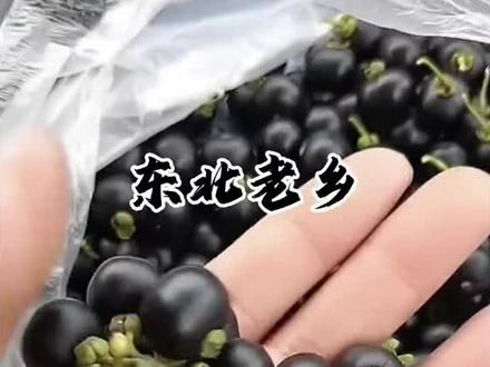 什么叫东北老乡,东北人,在外的东北老乡你们想家了吗