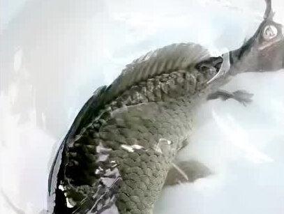 初中生生物课解剖鲫鱼