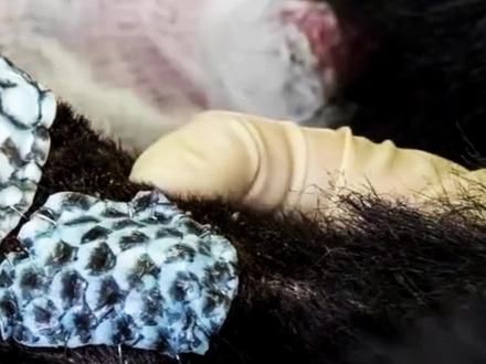 人人嫌弃的罗非鱼皮,巴西人却用它治疗烧伤,效果出奇的好!@西瓜视频#科普 #上西瓜看知识 #STAR #涨知识 #神奇动物在抖音