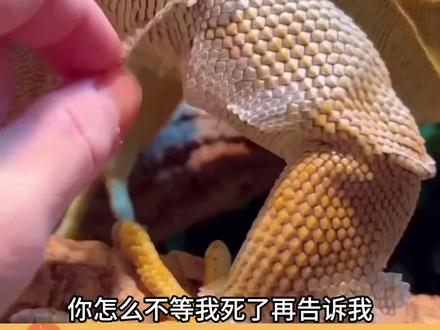 下辈子还和你们做网友#五哈第六季#十个勤天#邓超#综艺搞笑