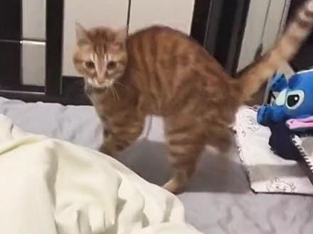 咋通过卡猫的Bug养好猫 猫的大部分行为 其实都是由屎山代码所驱动的 #万物可爱计划 #爪住夏天每一帧
#养宠人不苦夏 #猫咪的迷惑行为 #新手养猫