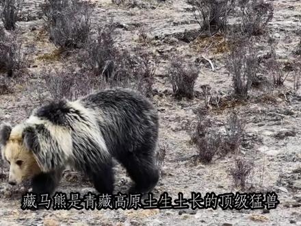现在藏马熊已经严重危害到了牧民的生活,请大家多多关注一下,为牧民发声#藏马熊#动物#牧民#藏区狗熊#动物