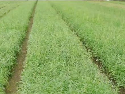 #传播农业小知识 #贝母种植技术@新宾县农稼乐药材种植技术指导