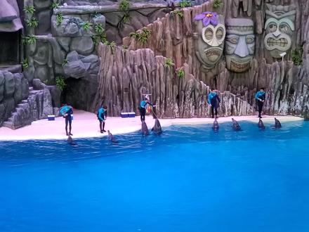 珠海长隆海洋王国,精彩的海豚表演!#珠海 #海豚