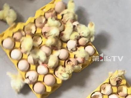 7月7日,山东青岛,#女子离家两天活珠子孵出小鸡 :一开门愣住了,满屋都是鸡!吃剩的3盒活珠子孵出了四五十只小鸡,已送回老家养。#活珠子 #孵小鸡 #万万没想到