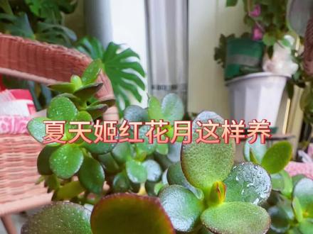 夏天姬红花月这样养 #内容启发搜索
