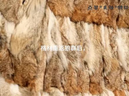 重返狼群的格林,到底藏了多少秘密? #重返狼群后续 #狼王格林#李微漪仍保留格林的红腰带#影视剪辑#狼王格林