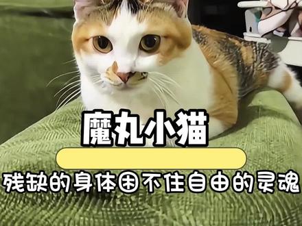 它为什么瘫痪,因为上帝也害怕健全的它 #魔丸 #猫 #搞笑