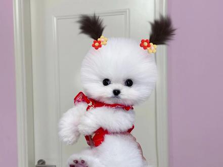 针不戳啊针不戳 茶杯犬 俊介博美 家有萌宠 抖音小助手 抖音 针不戳啊针不戳 茶杯犬 俊介博美 家有萌宠 抖音小助手 抖音