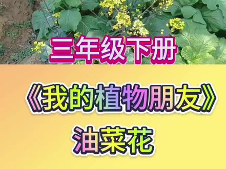 #创作者中心 #创作灵感 #三年级下册 我的植物朋友 油菜花 引用优美句子开头#素材积累#三年级下册单元同步作文第一单元 满分作文优秀作文
