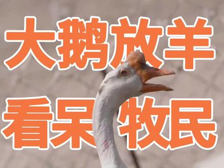 大鹅放羊 看呆牧民 彰显天生领导力 形影不离护羊群 责任感满满 脚掌磨平仍坚守岗位#我们和它们 #大鹅 #放羊