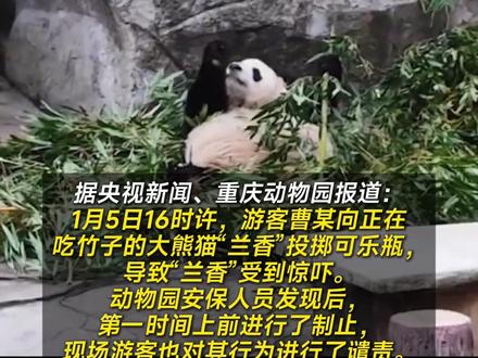 向大熊猫“兰香”扔可乐男子被行政处罚 #大熊猫 #大熊猫兰香 #行政处罚 #社会热点