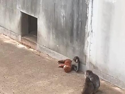 首先我没有抢任何人的玩偶
其次只有我的玩偶陪着我玩