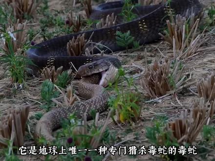 全网少有人知 眼镜王蛇隐藏冷知识 #科普一下 #眼镜蛇 #科普 #自然奇观 #动物
