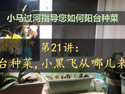 阳台种菜,小黑飞从哪儿来?