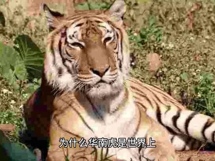 为什么华南虎是世界上需要保护的濒危动物之一?#老虎🐯 #王中之王 #关注我每天分享不同的故事 #动物世界 #老虎