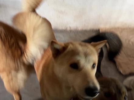 农村猫和狗关系能有多好 #家有中华田园犬