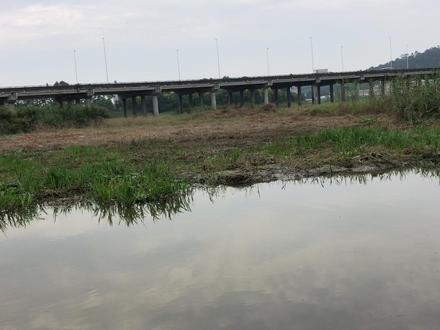 下粘网抓臭水沟罗非鱼,一串一串的挂满,卖给快餐店,我自己不吃 #下网捕鱼