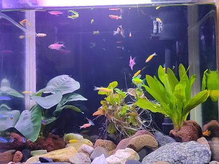 #灯科鱼失鰾?消化不良?水凉了?#红绿灯鱼#倒立游,头朝下,屁股朝上,#天使鱼瘦了#斑马鱼 #热带鱼