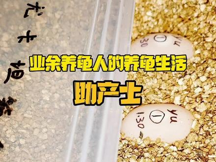 乌龟迟迟不产蛋,今天当一回助产士#环境王 #养龟日常