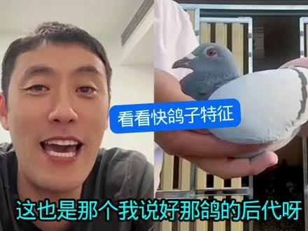 #北京宋晨法眼鉴鸽#鸽子#赛鸽比赛 #鸽子养殖技术