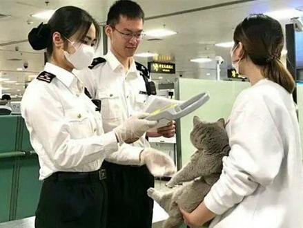如何将宠物带回中国
内容有点多,耐心看完#宠物托运 #宠物出国 #马来西亚 #猫咪 #善待动物关爱生命