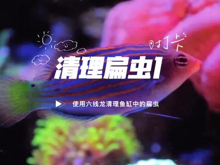 记录六线龙清理鱼缸中的扁虫,能不能清理还不确定,只是尝试,也请海友给予指导。#海缸日记 #水族爱好者 #海水鱼珊瑚