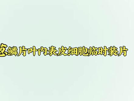 2026年河南省义务教育生物学实验操作练习题——制作洋葱鳞片叶内表皮细胞临时装片
#生物学 #初二 #生物实验 #八年级生物