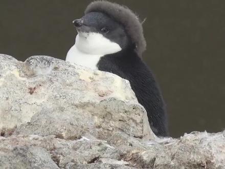 企鹅宝宝们还没长大的样子 #动物 #动物世界 #企鹅 #野生动物 #爱护动物