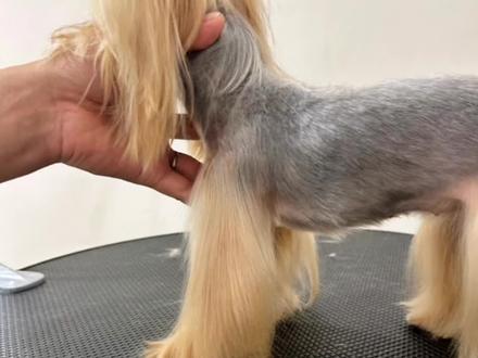 约克夏身体修剪教程,有手就会。欢迎评论区交作业!#宠物美容培训 #约克夏 #长沙 #宠物美容