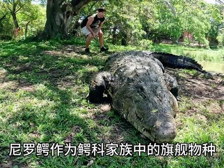鳄鱼界的“万年老二”?尼罗鳄的体型到底能长到多大?