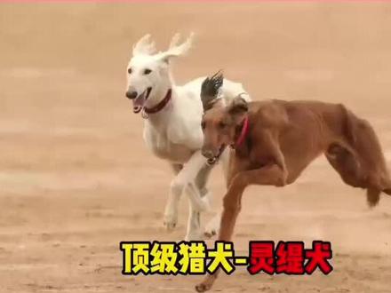 灵缇犬赛跑
(禁止藏族人士评论此视频!)
#灵缇犬#禁养犬种#狗