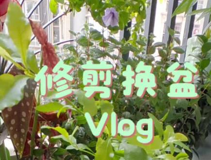 蓝雪花搭爬藤架 #记录我的种植生活 #蓝雪花 #爬藤植物 #用张图证明你也是养花人