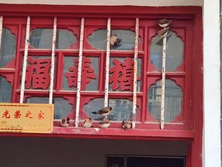 一个月前救了一只小鸟,结果一群同伴跑家里来接它,真的太治愈了