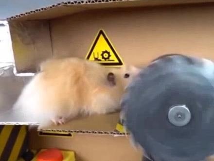 仓鼠迷宫与陷阱闯关#乐高 #减压 #手工 #抖音小助手 #仓鼠