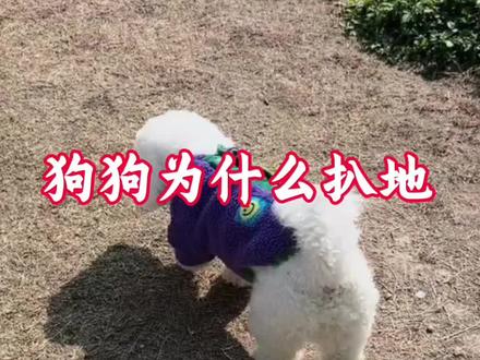 狗狗为什么扒地
#狗 #狗狗 #不养狗不知道养狗的乐趣 #养狗经验分享