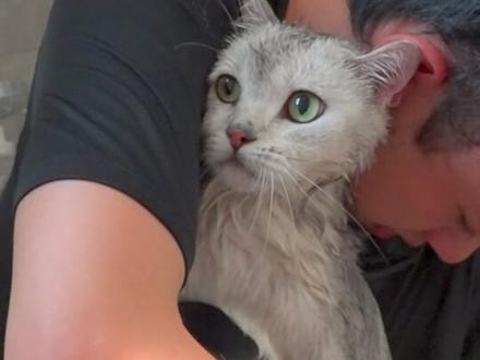 把一整瓶沐浴露,倒在三年没洗澡的猫身上,是什么体验?#萌宠出道计划 #银渐层 #猫咪洗澡有哪些注意事项 #猫咪洗澡