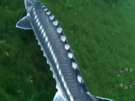 世界最大淡水鱼:长江中华鲟,鱼类共同的祖先,已活一亿五千万年 #远古生物 #中华鲟 #白鲟灭绝 #鱼类