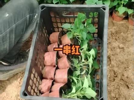 一串红,半是嫣红半是绿,红红绿绿醉东风,一年四季吐新艳!工地要求不带花,15000杯起苗中……