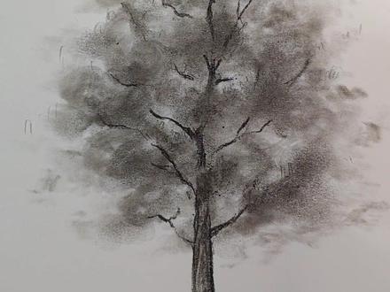 用揉擦的方法画小树🌲#简笔画 #跟着抖音学画画 #炭笔画 #树木简笔画 #素描树木画法