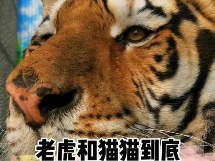 老虎=大猫=猫,我们伺候的主子是一样的哦~#猫 #老虎
