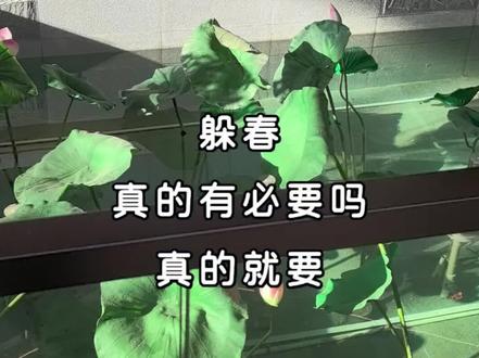 虎,猴,猪,蛇所谓“躲春”有“多蠢”啊!#立春躲春